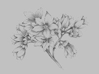 Flower Illustration Fine Art Print