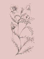 Blush Pink Flower Illustration I Framed Print