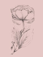 Blush Pink Flower Illustration II Fine Art Print