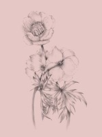 Blush Pink Flower Illustration III Framed Print