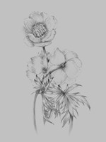 Flower Illustration II Fine Art Print