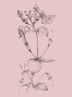Blush Pink Flower I Fine Art Print