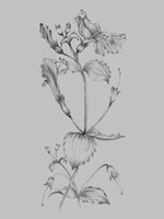 Grey Flower Sketch I Framed Print