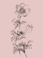 Blush Pink Flower II Framed Print
