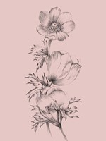 Blush Pink Flower II Fine Art Print