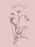 Blush Pink Flower III Fine Art Print