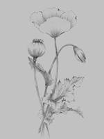 Grey Flower Sketch III Fine Art Print