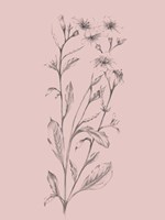 Pink Flower Sketch Illustration Fine Art Print