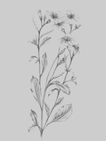 Grey Flower Sketch Illustration Fine Art Print