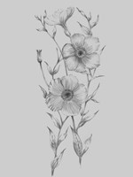 Grey Flower Sketch Illustration I Framed Print