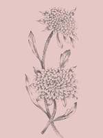 Pink Flower Sketch Illustration II Fine Art Print