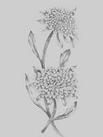 Grey Flower Sketch Illustration II Fine Art Print