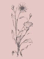 Pink Flower Sketch Illustration III Framed Print