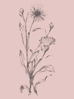 Pink Flower Sketch Illustration III Fine Art Print