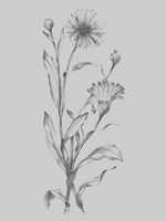 Grey Flower Sketch Illustration III Framed Print