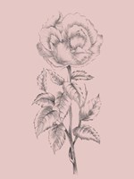 Pretty Pink Flower Framed Print