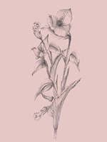 Pretty Pink Flower I Fine Art Print