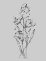 Pretty Flower II Fine Art Print