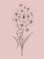 Pretty Pink Flower III Framed Print