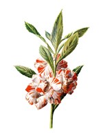 Balsam Flower Fine Art Print
