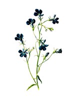 Blue Lobelia Flower Fine Art Print