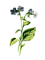 Browallia Flower Fine Art Print