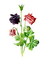 Columbine Flower Fine Art Print
