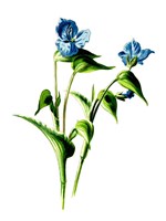 Camelina Flower Fine Art Print