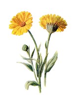 Common Marigold Flower Fine Art Print