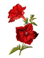 Crimson Petunia Flower Fine Art Print