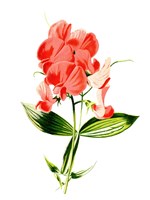 Everlasting Pea Flower Fine Art Print