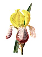 Iris Flower Fine Art Print
