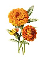 Marigold Flower Fine Art Print
