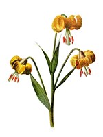 Martagon Lily Flower Fine Art Print