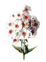 Phlox Flower Fine Art Print