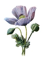 Poppy Flower Fine Art Print