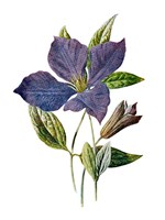 Purple Clematis Flower Fine Art Print
