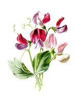 Sweet Pea Flower Fine Art Print