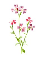 Virginian Stock Flower Fine Art Print