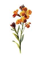 Wallflower Fine Art Print