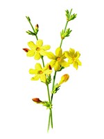 Winter Jasmine Flower Fine Art Print