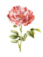 York and Lancaster Rose Fine Art Print