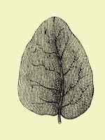 Leaf Fine Art Print
