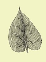 Leaf I Fine Art Print