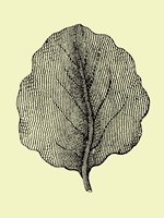 Leaf II Fine Art Print