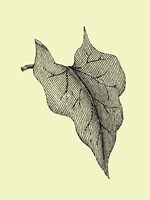 Leaf III Fine Art Print
