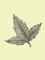 Floating Leaf Fine Art Print