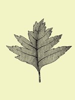 Floating Leaf I Fine Art Print