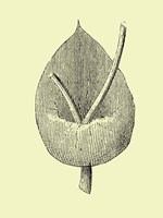 Vintage Flower Fine Art Print