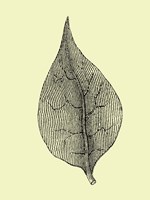 Floating Leaf III Fine Art Print